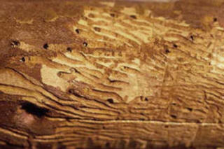 Shot hole borer - Bark Beetle
